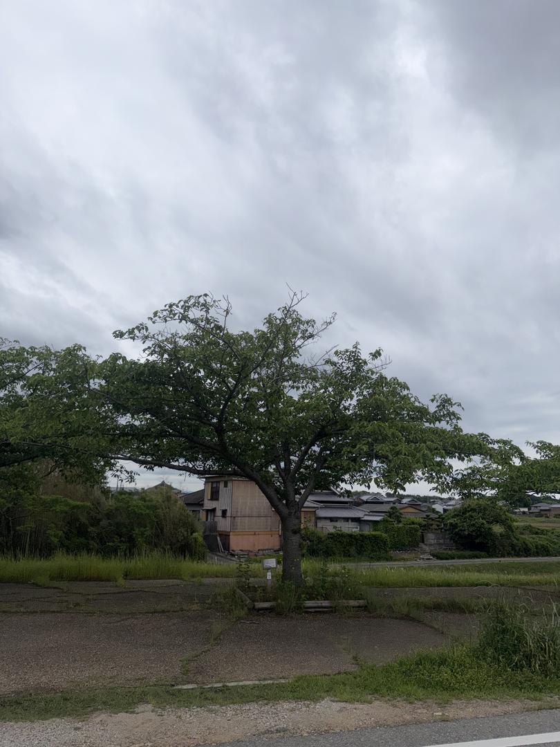 樹木 0091 の写真