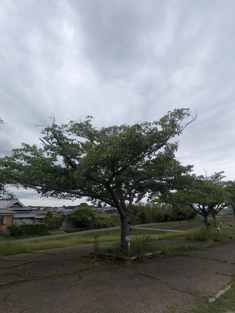樹木 0105 の写真