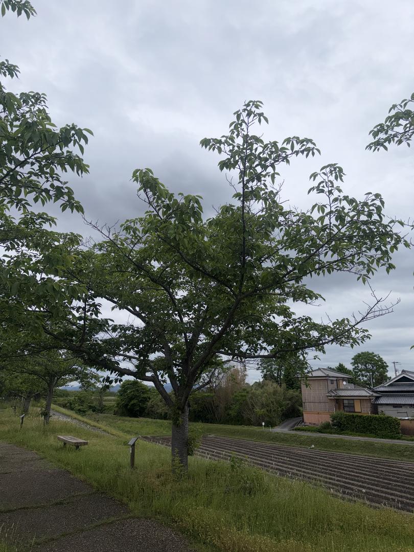 樹木 0028 の写真