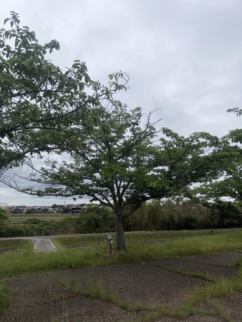 樹木 0044 の写真