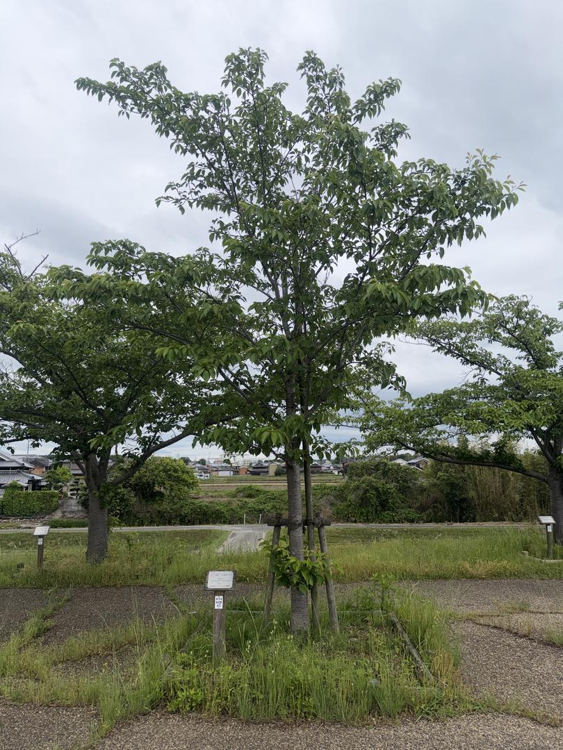 樹木 0076 の写真