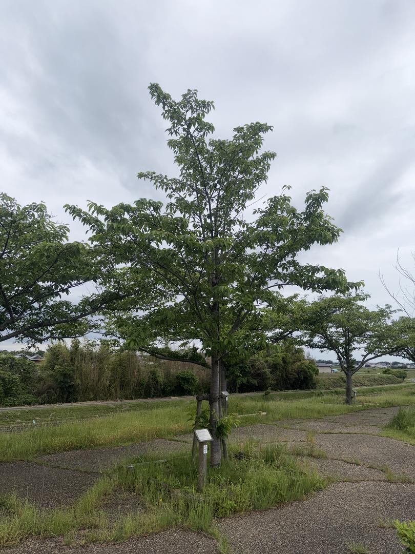 樹木 0004 の写真