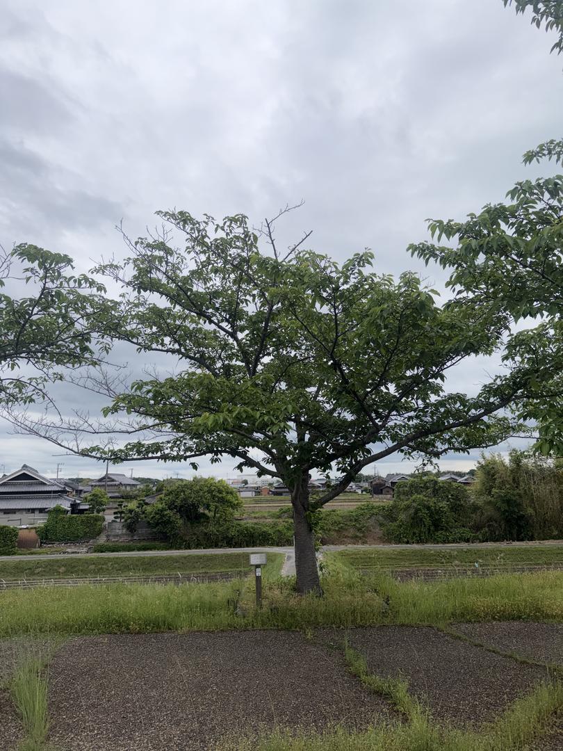樹木 0005 の写真