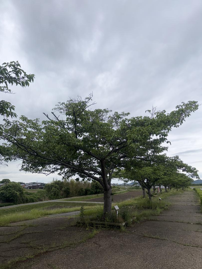 樹木 0046 の写真